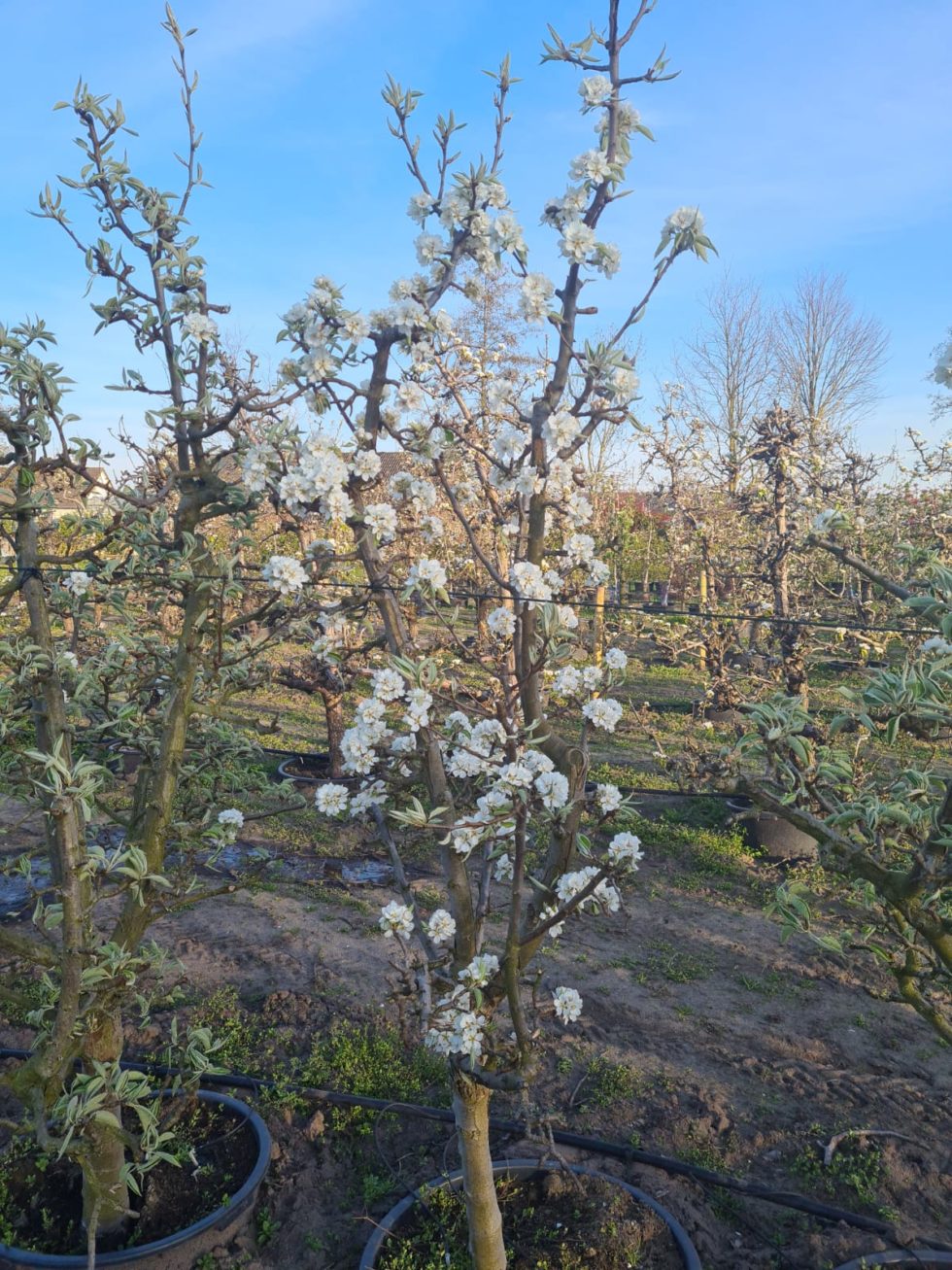 Perenbomen | Unieke Fruitbomen